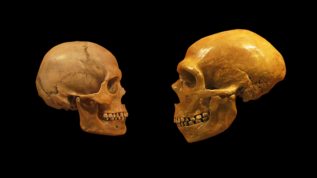 Crânios de Homo Sapiens e Neandertal
