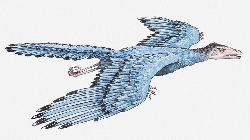 Archaeopteryx, espécie intermediária entre os dinossauros e as aves