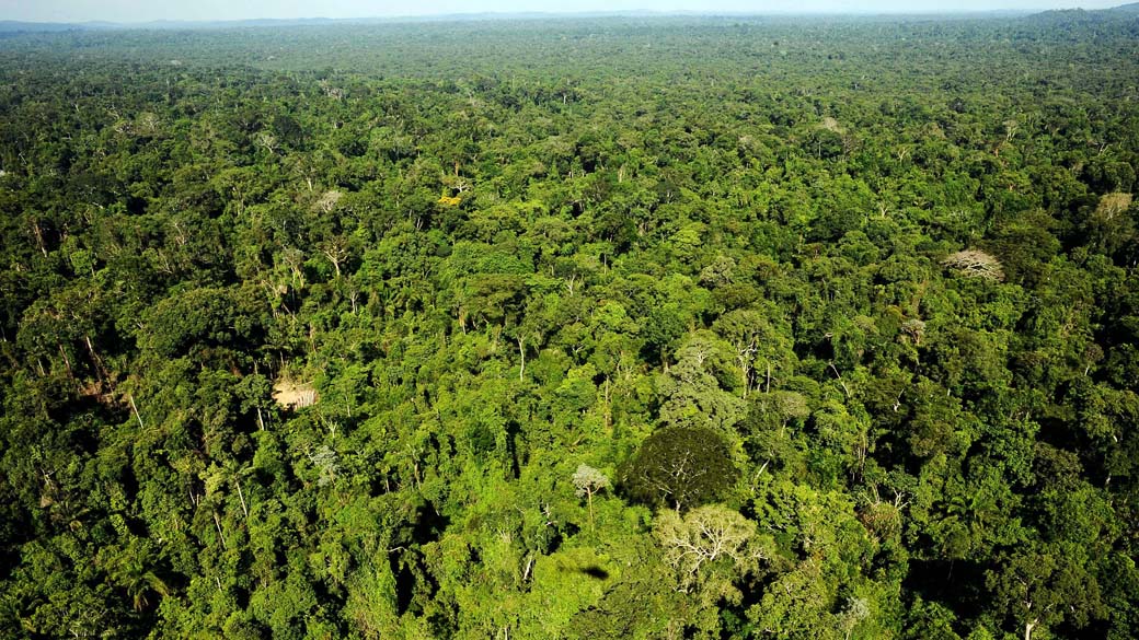 Vista aérea da floresta amazônica da reserva de Trairão, oeste do estado do Pará