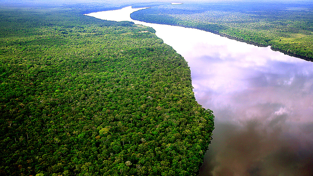 Floresta Amazônica na região do Rio Negro no Amazonas