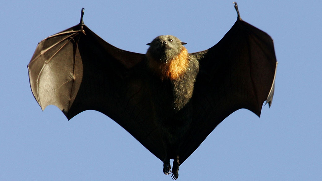 O "Pteropus giganteus", um tipo de morcego gigante conhecido como raposa-voadora, foi utilizado no estudo