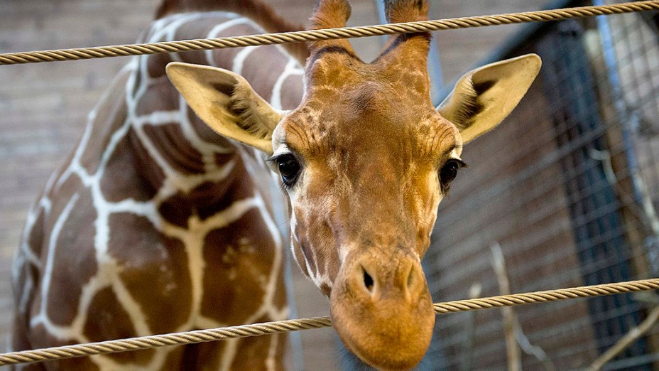 <p>A girafa de nome Marius, morta pelos veterinários do zoológico de Copenhague, na Dinamarca</p>