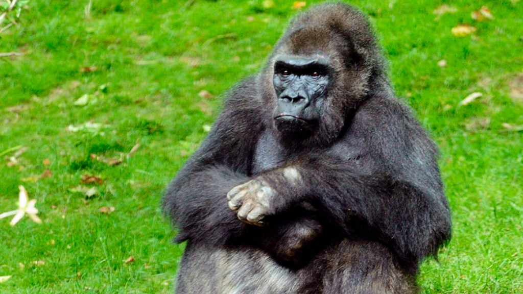 O gorila Pattycake no zoológico do Bronx em Nova York