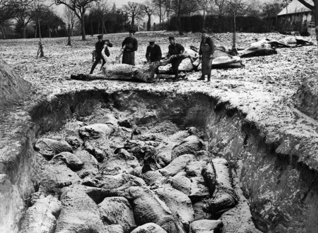 Soldados enterram os cavalos mortos em batalha na I Guerra Mundial