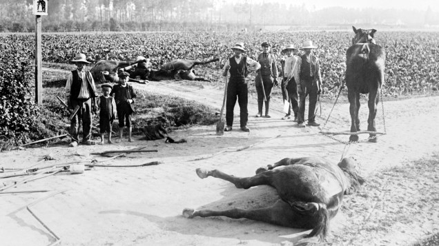 Civis seguram pás para enterrar os cavalos mortos em batalhas da I Guerra Mundial, na Bélgica
