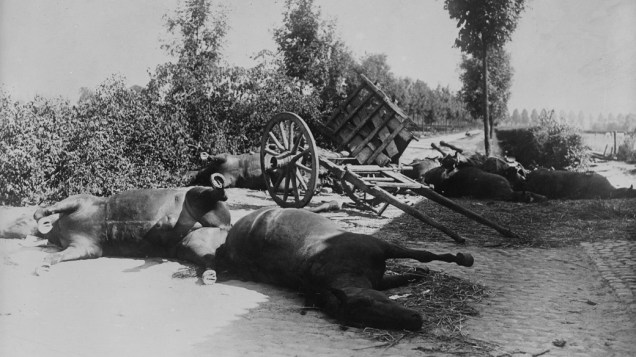 Cavalos mortos durante a I Guerra Mundial