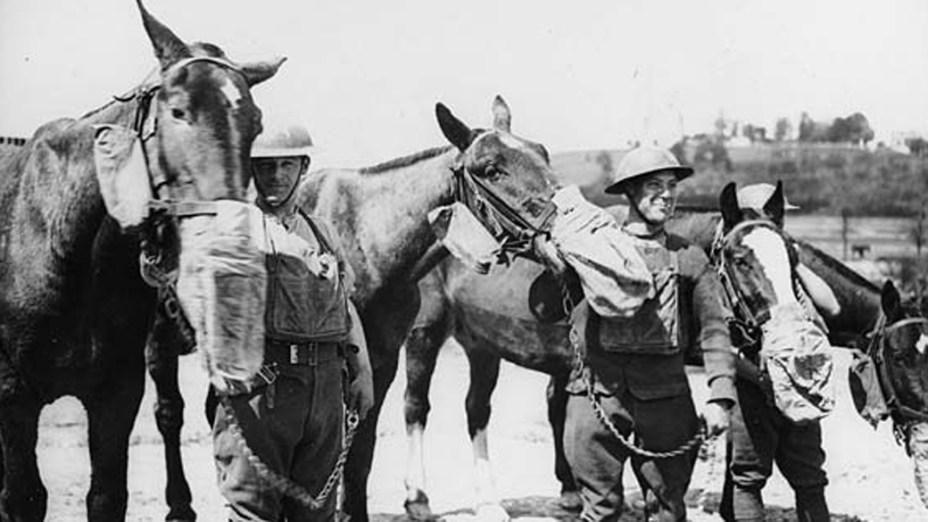 De repente, os cavalos caíram mortos no campo entre Gravataí e