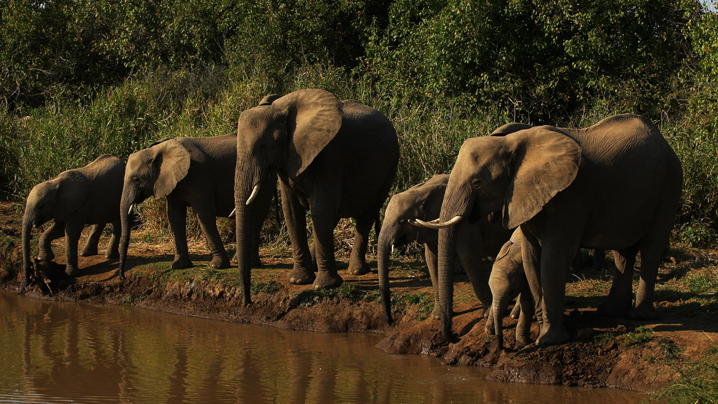 Na África, estima-se que existam 80.000 elefantes