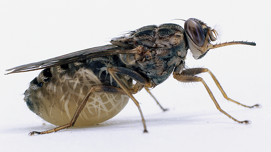 Dna Da Mosca Ts Ts Que Transmite A Doen A Do Sono Decifrado Veja