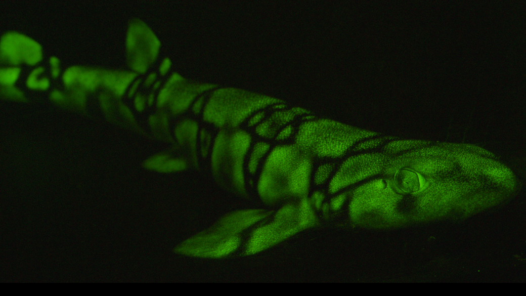 Tubarão-gato verde fluorescente (Chain catshark - Scyliorhinus retifer)