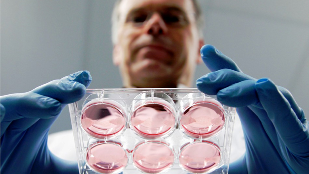 O cientista Mark post exibe amostras de carne in vitro