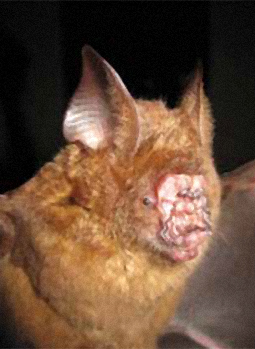 Hipposideros griffini, morcego com nariz peculiar