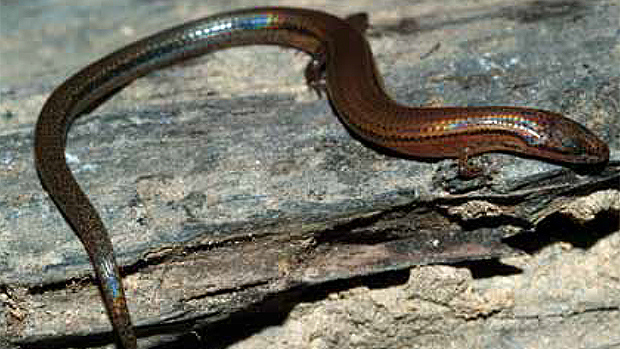 Lygosoma veunsaiensis, lagarto arco-íris