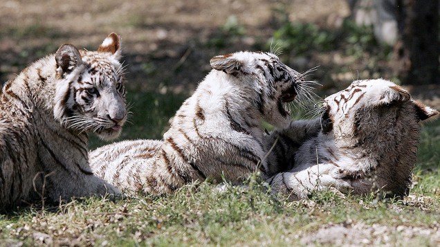 Cinco filhotes de tigre branco morreram no zoológico de Nova Délhi, na Índia, no último fim de semana