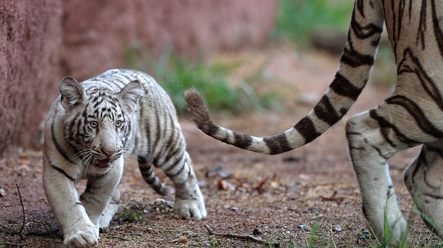 Filhote de tigre branco seguindo sua mãe em zoológico na Índia