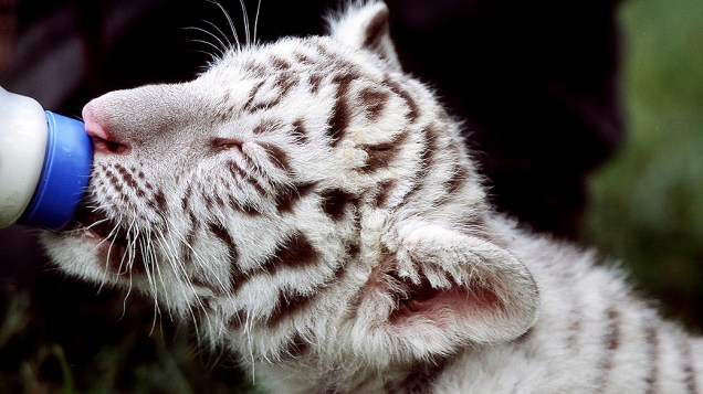 Filhote de tigre branco alimentado por humanos