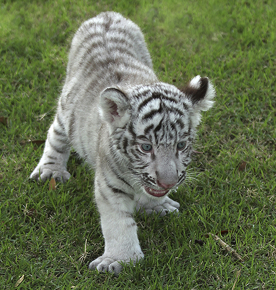 Filhotes de tigres brancos nascem fracos, com baixa imunidade, e precisam de cuidados constantes