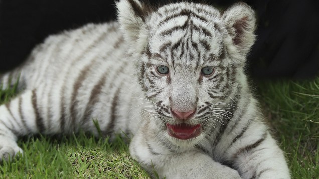 A aparência do tigre branco é causada por mutações genéticas que fazem com que a mortalidade dos filhotes seja elevada
