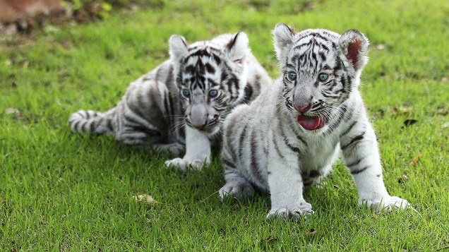 De acordo com o censo de 2011, a Índia possui menos de cem tigres brancos, todos em cativeiro