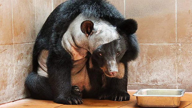 Cirurgia inédita: a ursa negra asiática Champa ('Ursus thibetanus'), sofria de hidrocefalia