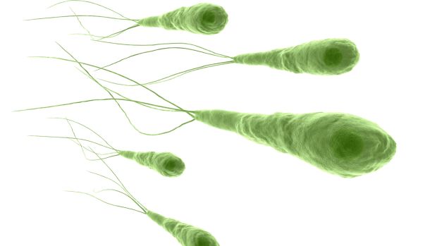 Clostridium tetani: Bactéria é responsável por provocar o tétano