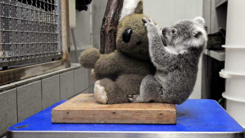 Coala agarra um 'urso' de pelúcia no zoológico de Duisburg, na Alemanha