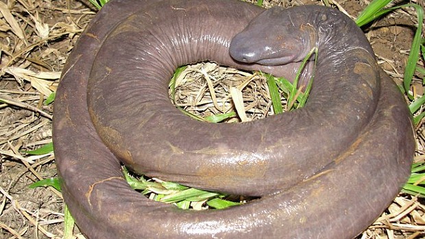 Animal se parece com uma cobra, mas não é parente dos répteis
