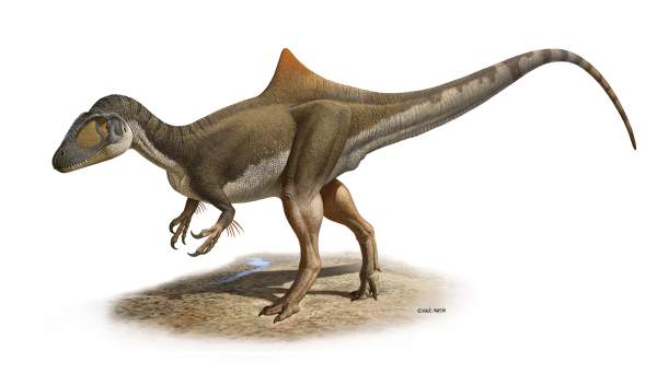 Desenho reconstitui o Concavenator corcovatus, dinossauro descoberto na Espanha