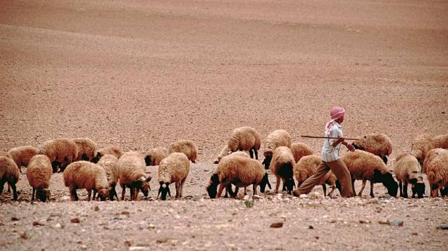 Menino pastorando ovelhas em Palmira, Síria