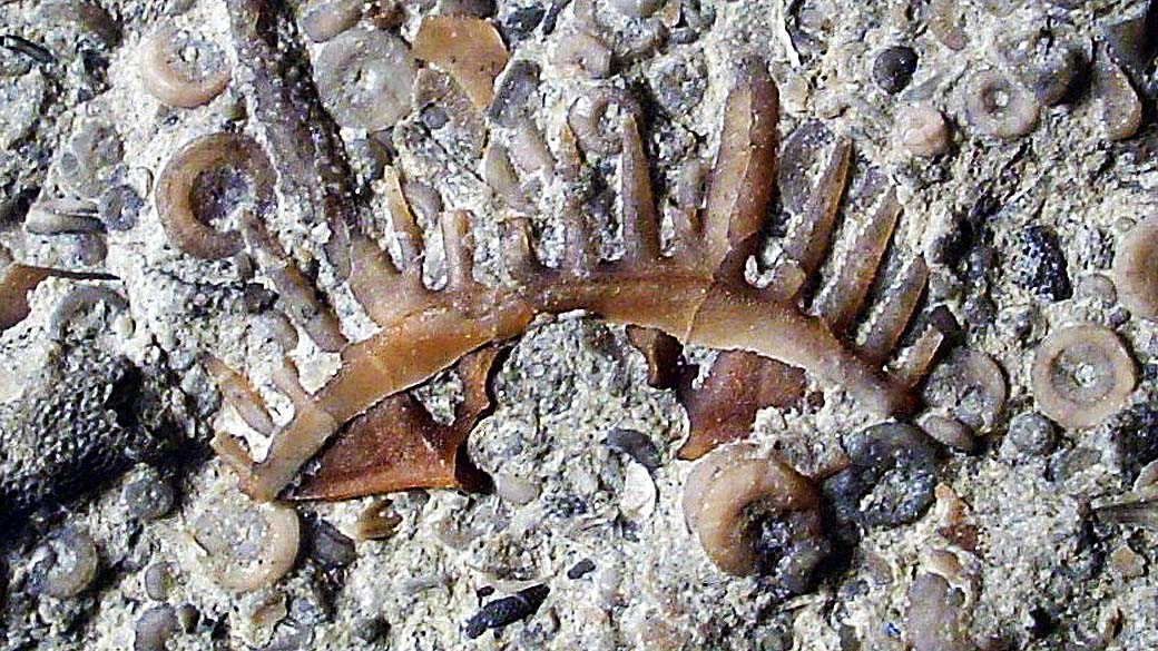 Fóssil de um conodonte