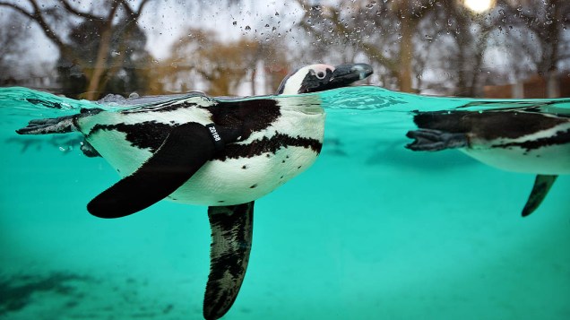 <p>Pinguins nadando durante inventário anual do Zoológico de Londres</p>