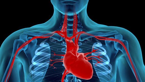 Coração: o órgão feito em laboratório apresenta uma taxa de 40 a 50 batimentos por minuto, ainda inferior à de um adulto normal, que é de 60 a 100 batimentos