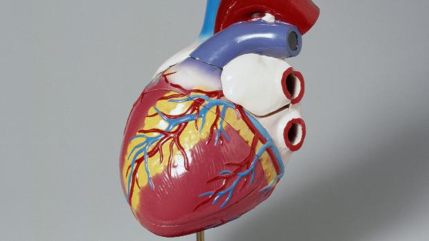 A inflamação cardíaca, que leva a um crescimento exagerado do órgão, é causada pelo ataque do �sistema imunológico