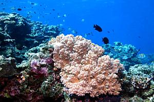 O coral Capnella imbricata
