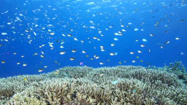Os únicos recifes de coral do Atlântico Sul estão na costa brasileira. Os organismos, que têm papel importante no comportamento das correntes e na vida marinha, são especialmente sensíveis às variações do clima e podem desaparecer com o aquecimento global