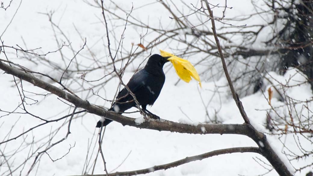 Um corvo segura um pedaço de plástico. Segundo cientistas, essa espécie de ave tem a capacidade de reconhecer rostos humanos