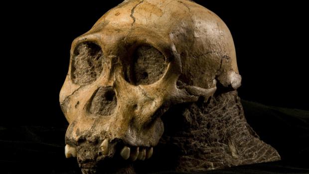 crânio Australopithecus sediba