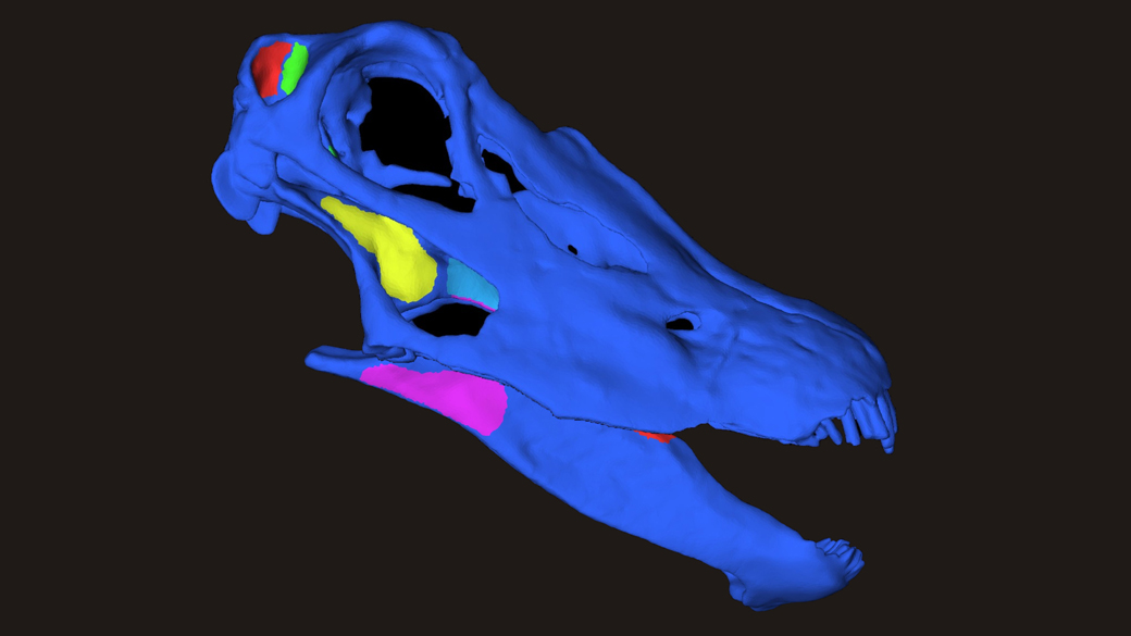 Por meio da simulação dos hábitos alimentares, pesquisadores puderam determinar as áreas onde houve maior pressão no crânio e, assim, saber como os dinossauros mastigavam sua comida