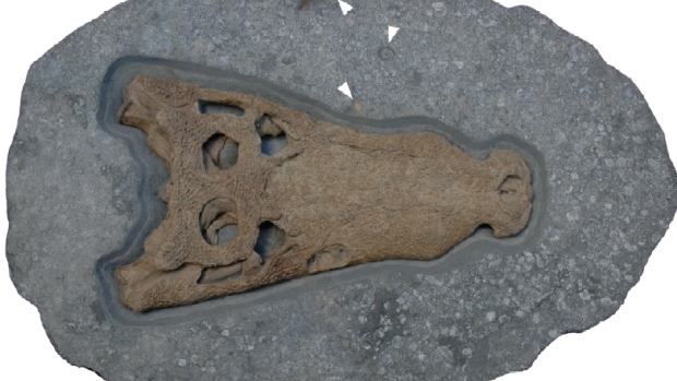 Fóssil de um metro de comprimento, pertencente à espécie nomeada de 'Goniopholis kiplingi'