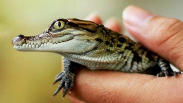 Crocodilo recém-nascido do Laos deve crescer no cativeiro antes de ser reintroduzido na selva