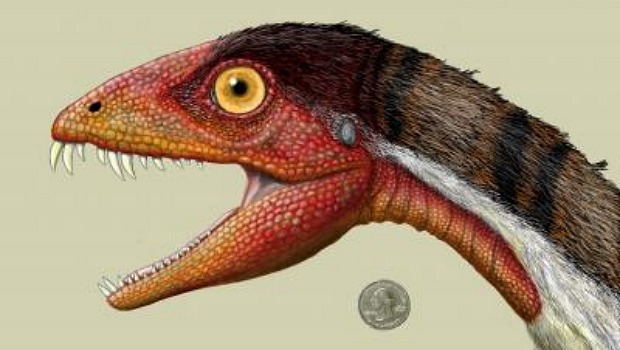 O desenho mostra o tamanho relativo do Daemonosaurus chauliodus em relação a uma moeda