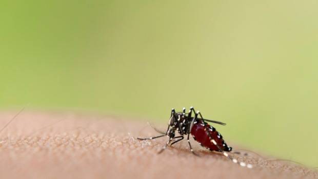 Além do mosquito transmissor, o que a zika tem a ver com a dengue?