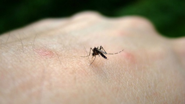 Aedes aegypti, o mosquito transmissor do zika vírus