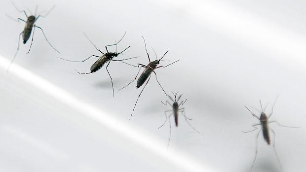 Mosquito da dengue