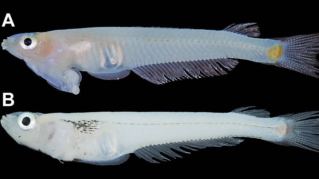 Imagem de uma macho e uma fêmea da espécie Phallostethus cuulong. O pênis do macho (acima) está localizado na parte inferior da cabeça, logo abaixo garganta