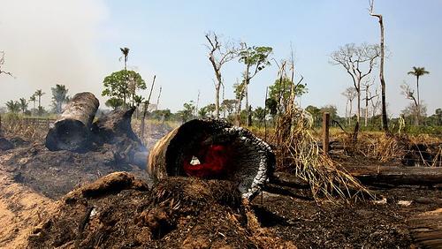 Apesar da queda geral, desmatamento cresceu nos estados de Rondônia e Mato Grosso