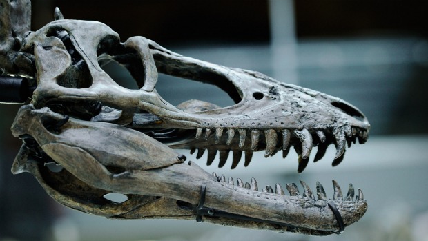 Caveira de um filhote do Tiranossauro rex é exibida no Museu de História Natural de Los Angeles