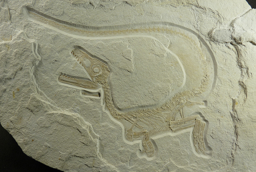 Fóssil do Sciurumimus