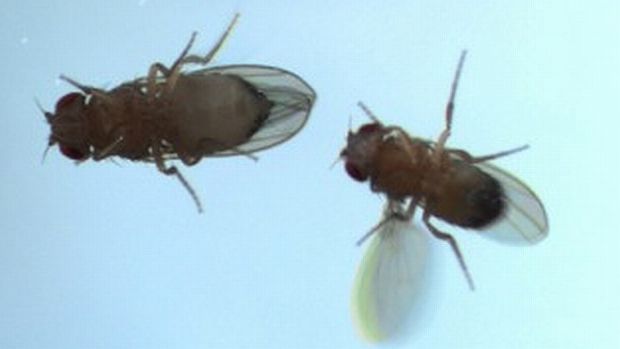 Mosca-da-fruta vibra a asa para atrair a parceira