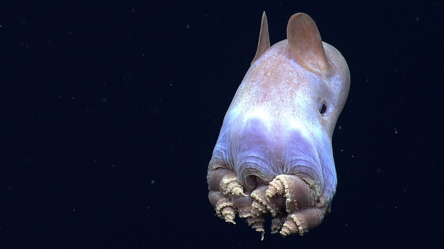 <p>Com os tentáculos enrolados em uma pose nunca vista antes, este polvo Dumbo (‘Grimpoteuthis’) chamou atenção de pesquisadores durante uma expedição ao Golfo do México</p>
